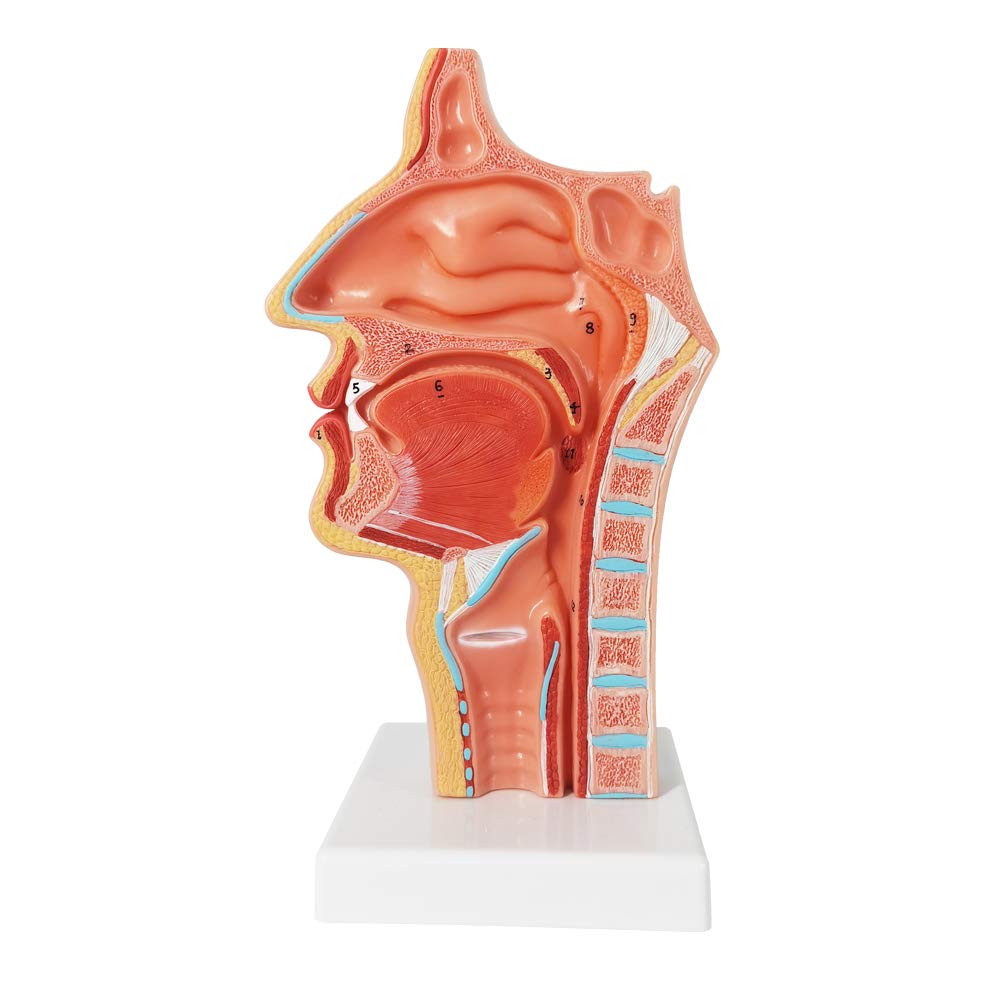 Evotech Life Size Nasal Oral Cavity Throat 1:1 Human Nasopharynx Laryn