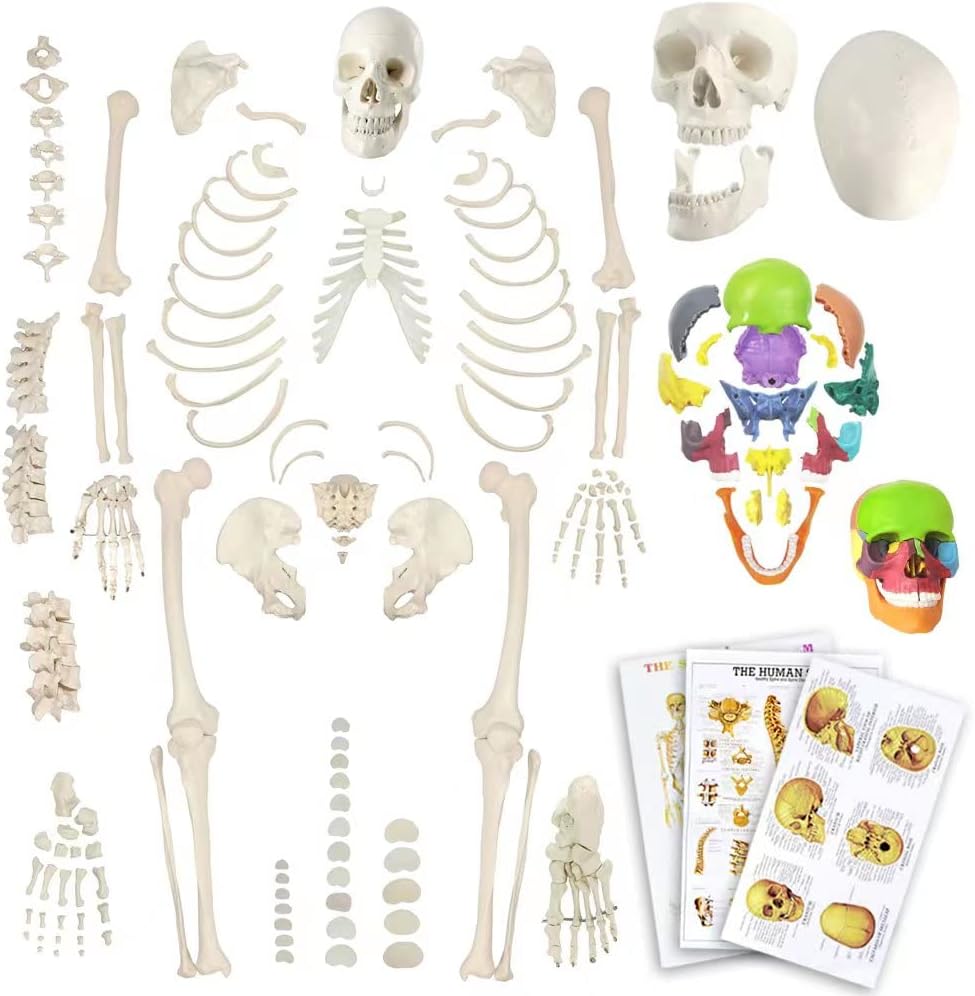 Disarticulated Human Skeleton Model – Full Size 67" Anatomy Model With 200+ Bones, Skull, Spine, Hand & Foot