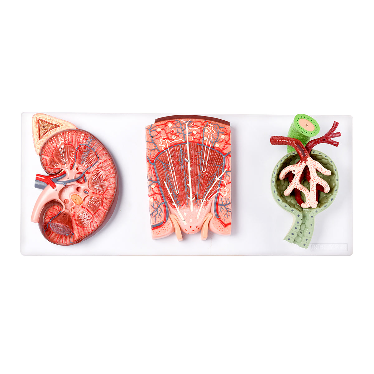 Evotech Scientific Kidney, Nephron and Renal Corpuscle Model