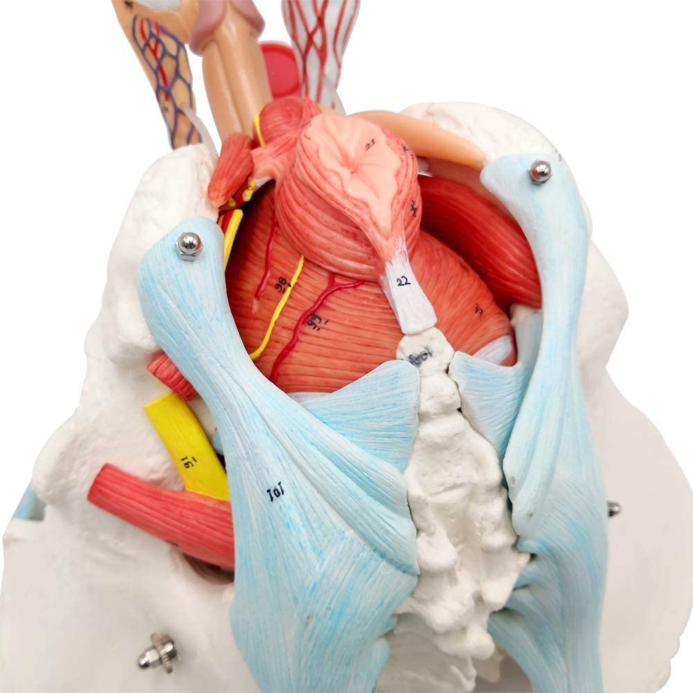Evotech Scientific Male Pelvis Model with Removable Organs, 11 Part Life Size Male Pelvic Floor Muscle Anatomical Model with Urinary and Reproductive System Magnetic Mounting