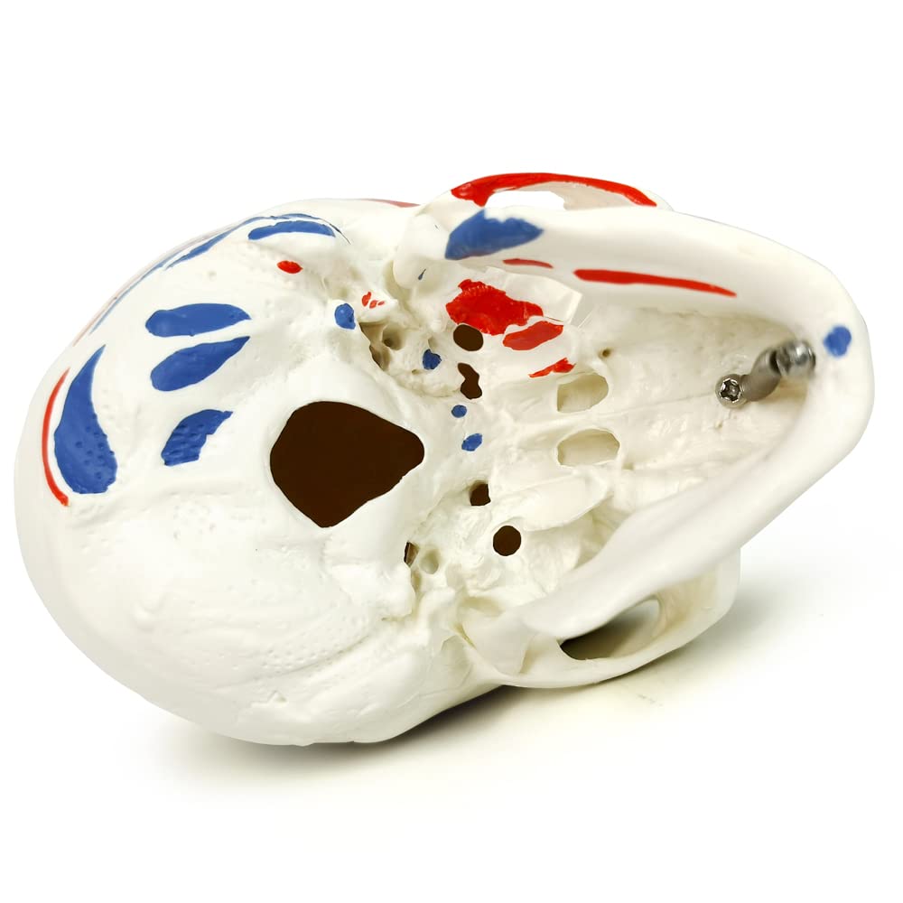 Mini Human Skull Model W/Muscle Insertion and Origin Painted, 3 Parts Palm-Sized Anatomy Skull Model with Removable Skull Cap & Full Set Teeth