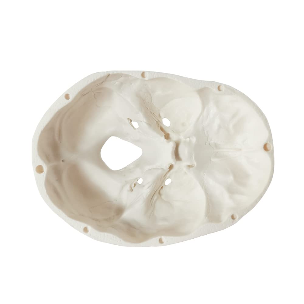 Mini Human Skull Model W/Muscle Insertion and Origin Painted, 3 Parts Palm-Sized Anatomy Skull Model with Removable Skull Cap & Full Set Teeth