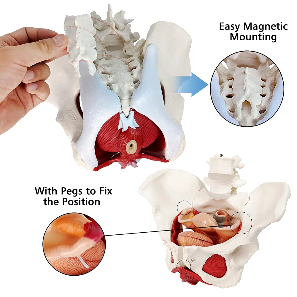 Evotech Scientific Anatomy Model of Female Pelvis Pelvic Floor Muscles and Reproductive Organs