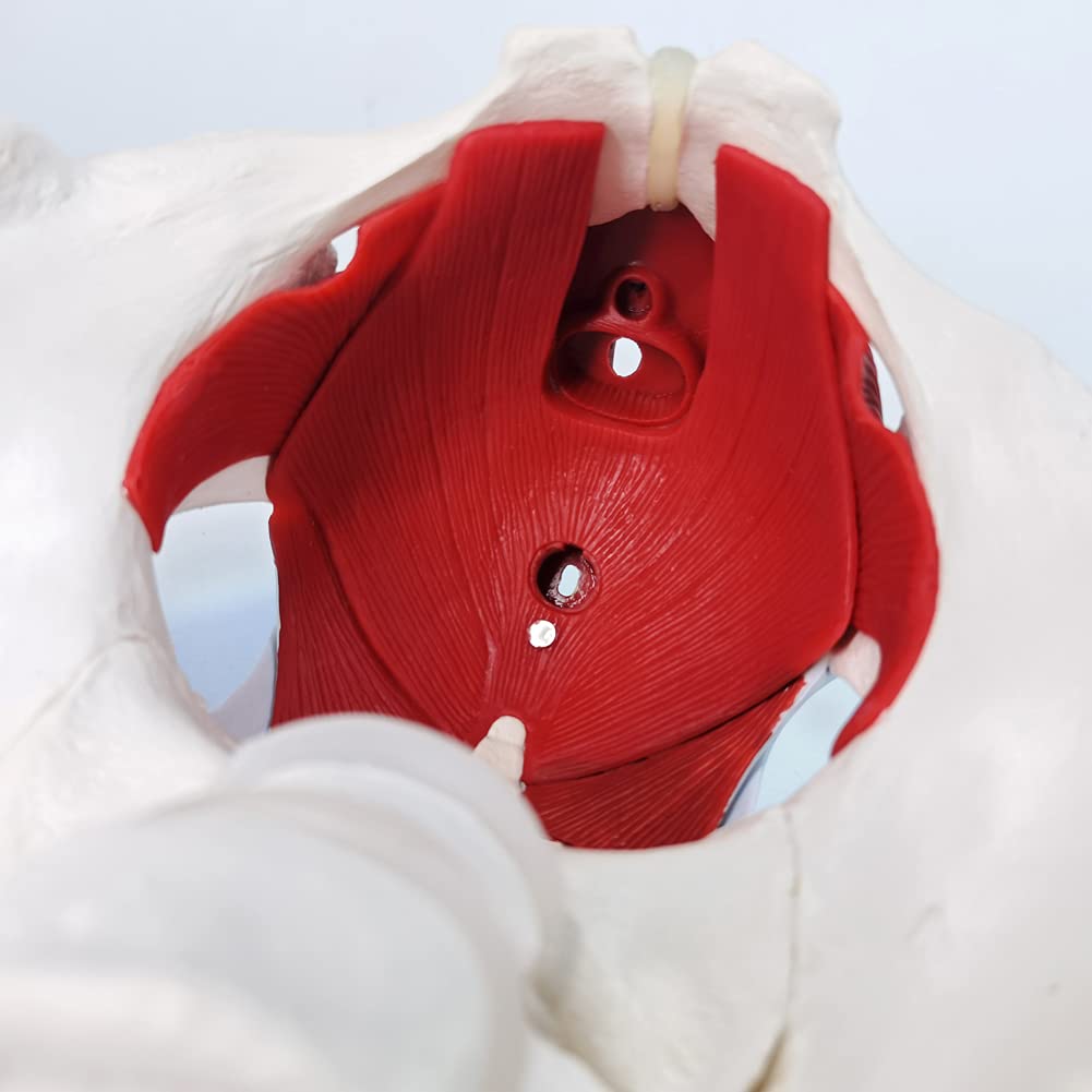 Evotech Scientific Anatomy Model of Female Pelvis Pelvic Floor Muscles and Reproductive Organs