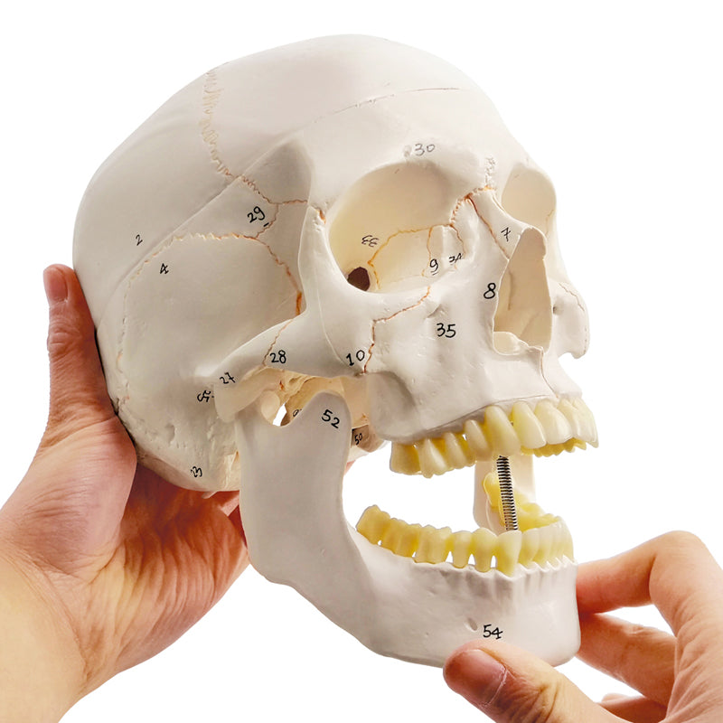 Numbered Classic Life-Size Human Skull Model with Skull Sutures Drawn in Color