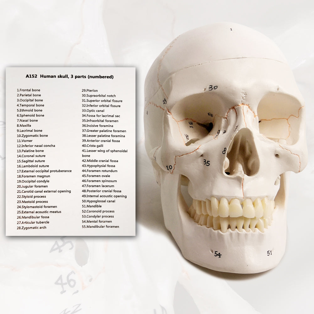 Numbered Classic Life-Size Human Skull Model with Skull Sutures Drawn in Color