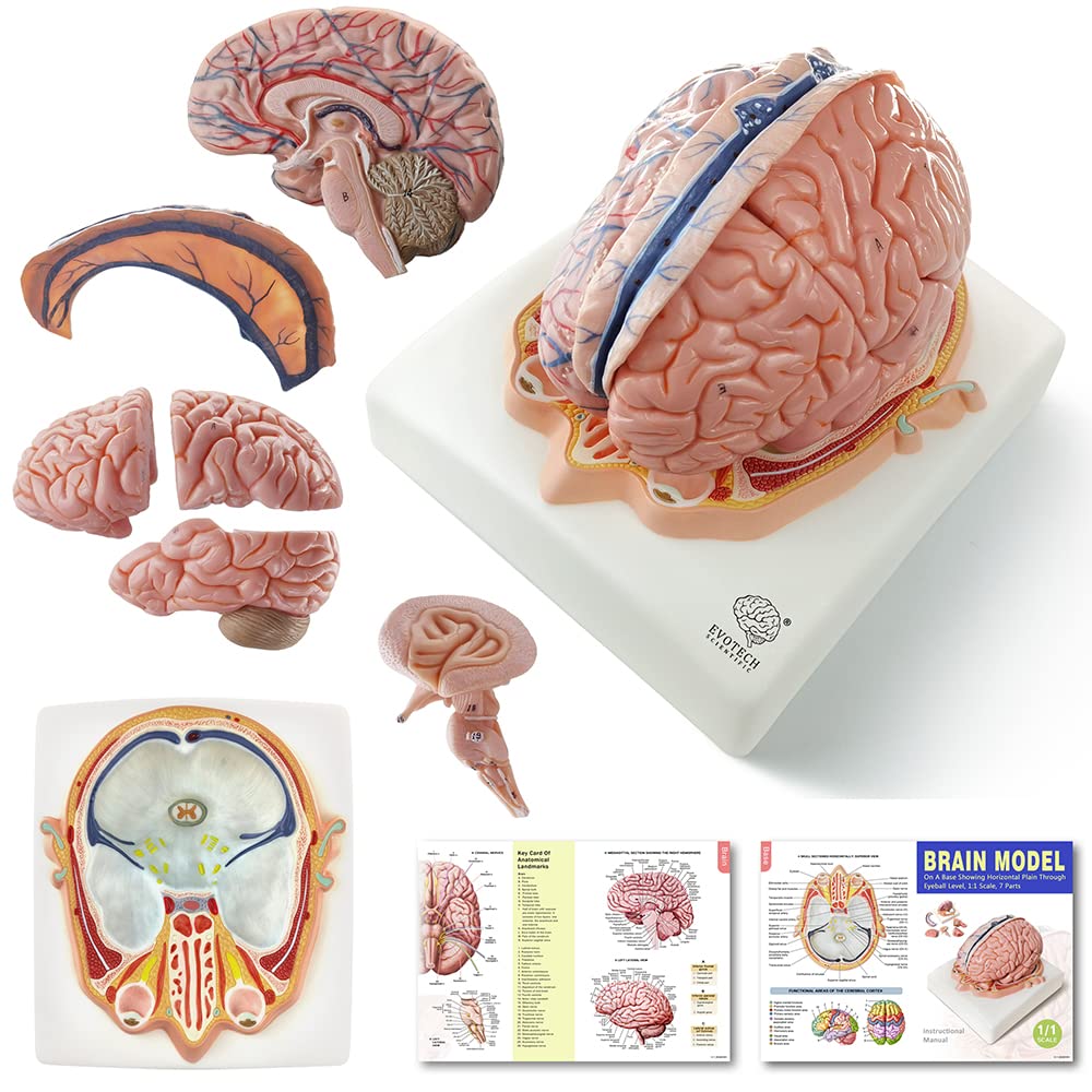 human brain sculpture