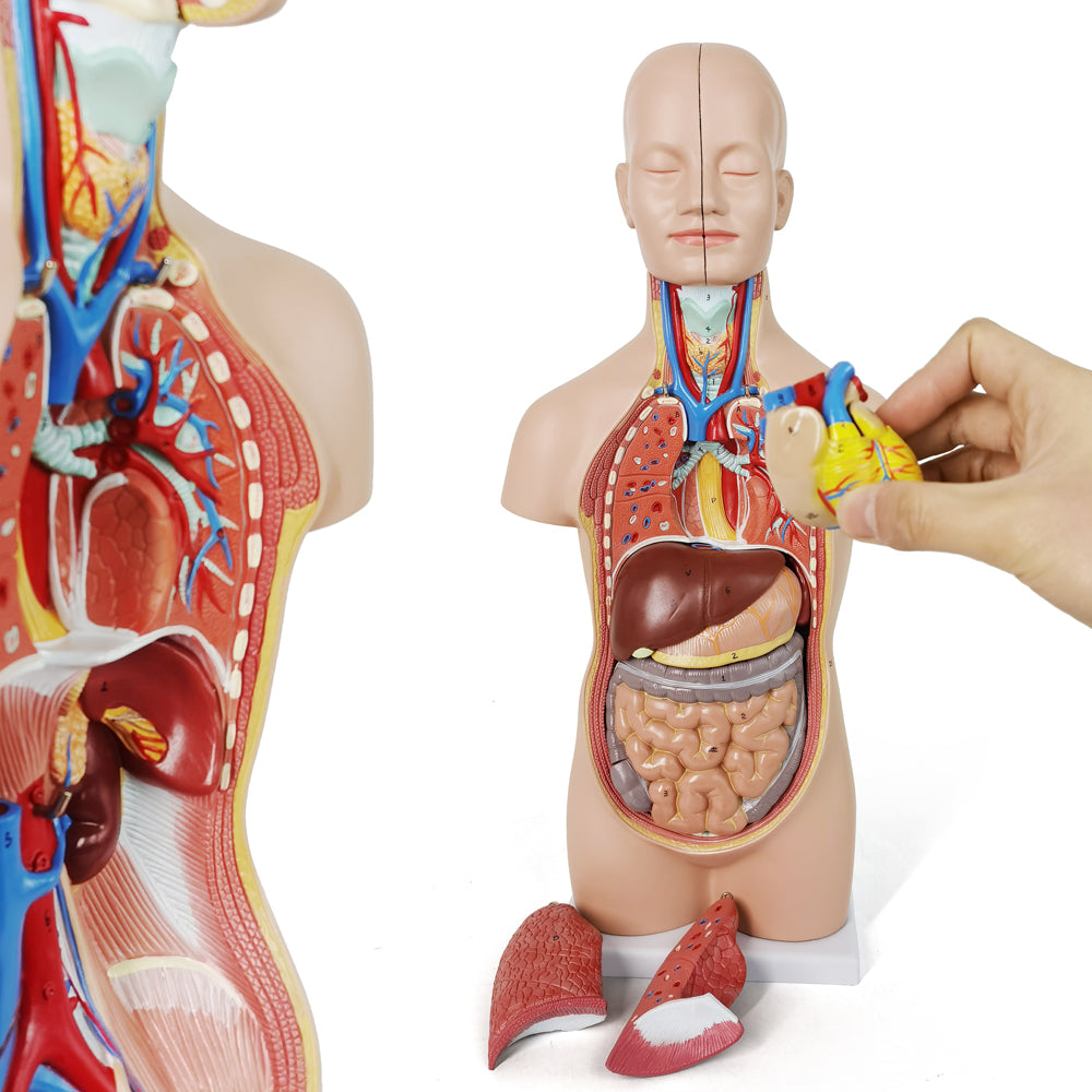 Evotech Scientific 12-Part Unisex Mini Torso Anatomy Teaching Model, Includes Teaching Booklet