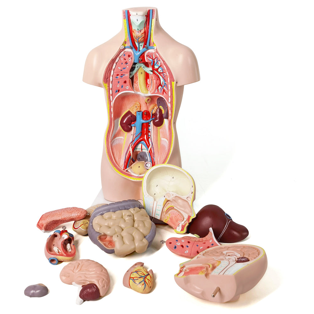 Evotech Scientific 12-Part Unisex Mini Torso Anatomy Teaching Model, Includes Teaching Booklet