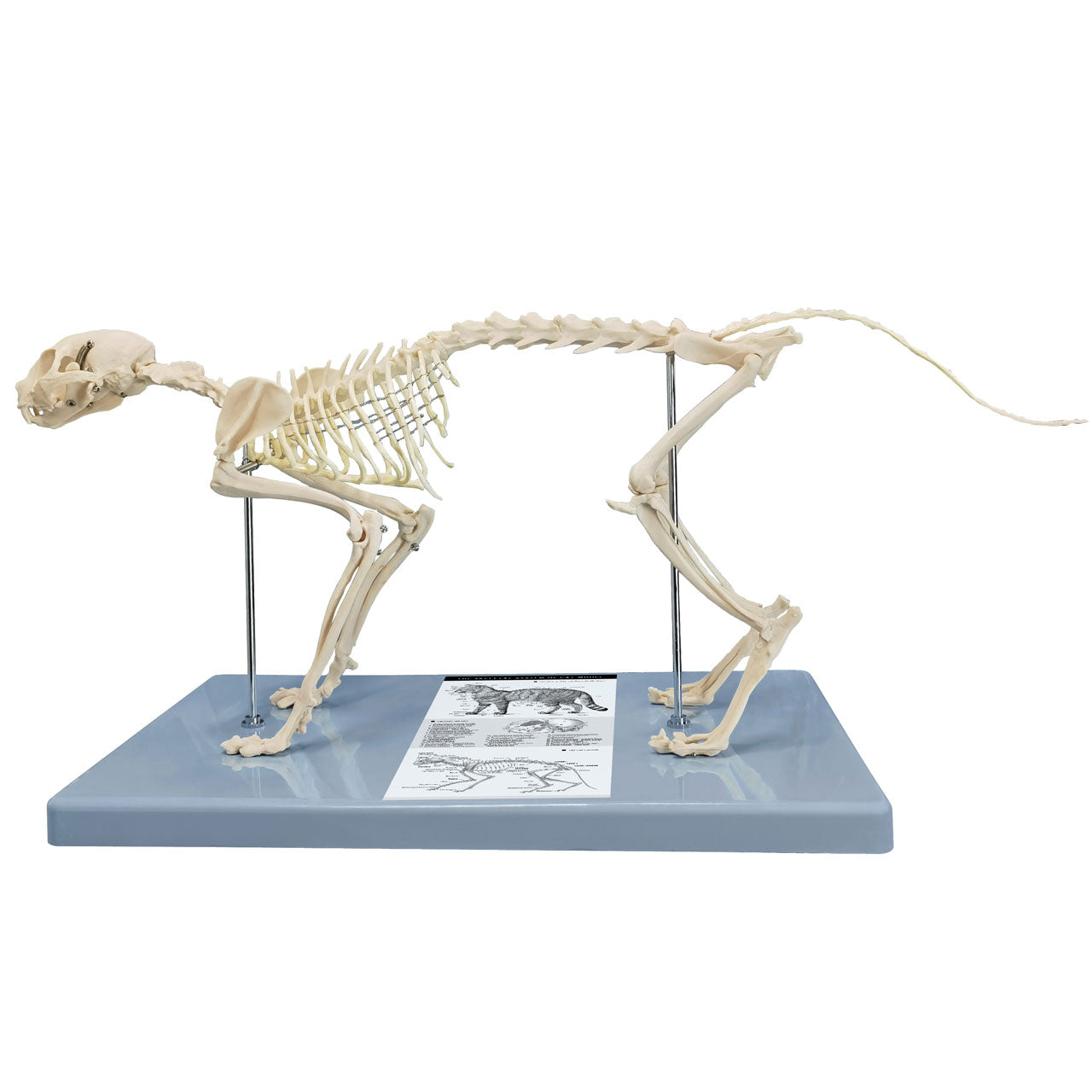 Evotech Scientific Adult Cat Skeletal System Anatomical Model Feline Skeleton