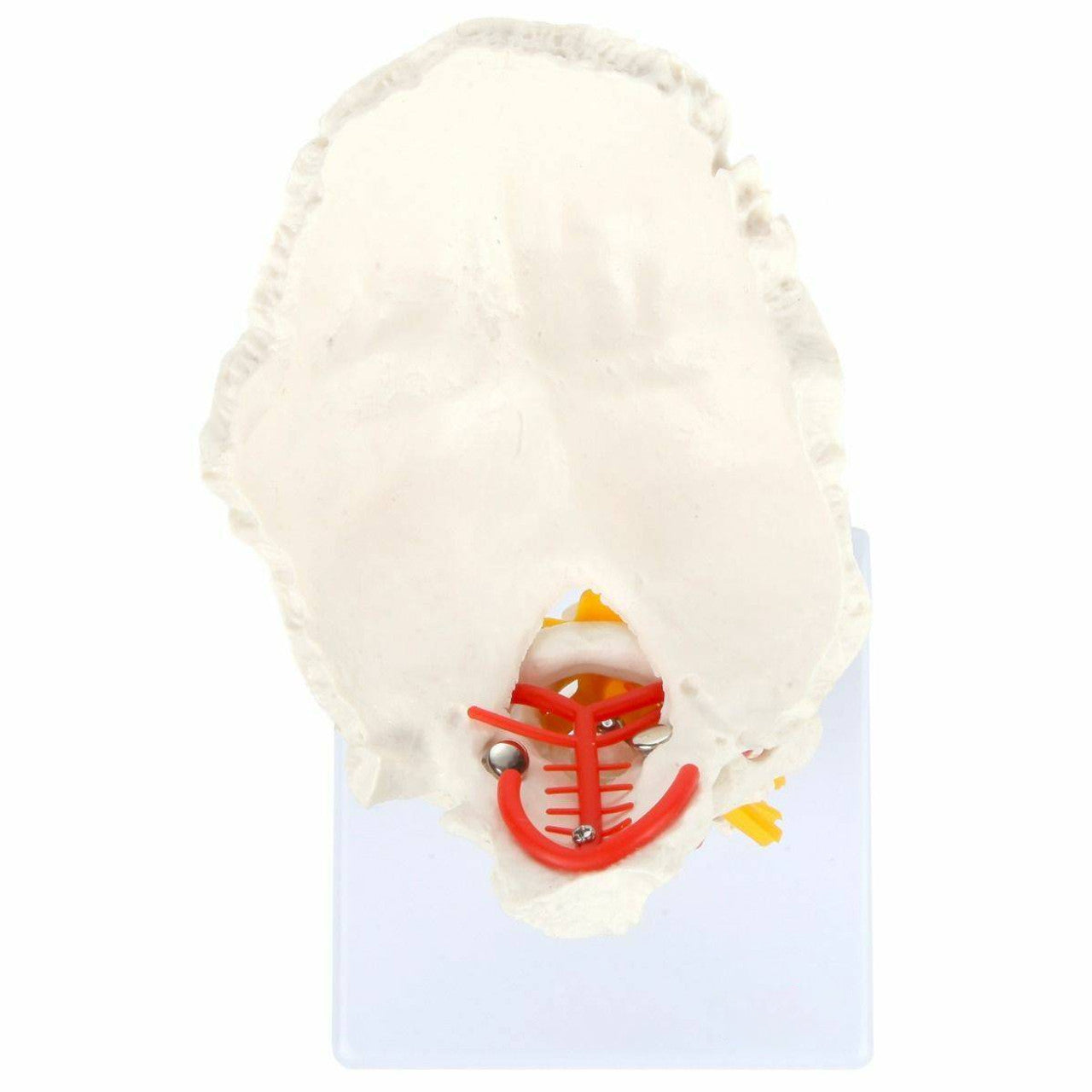 Evotech Scientific Life-Size Flexible Cervical Vertebral Column with Spinal Nerves and Arteries