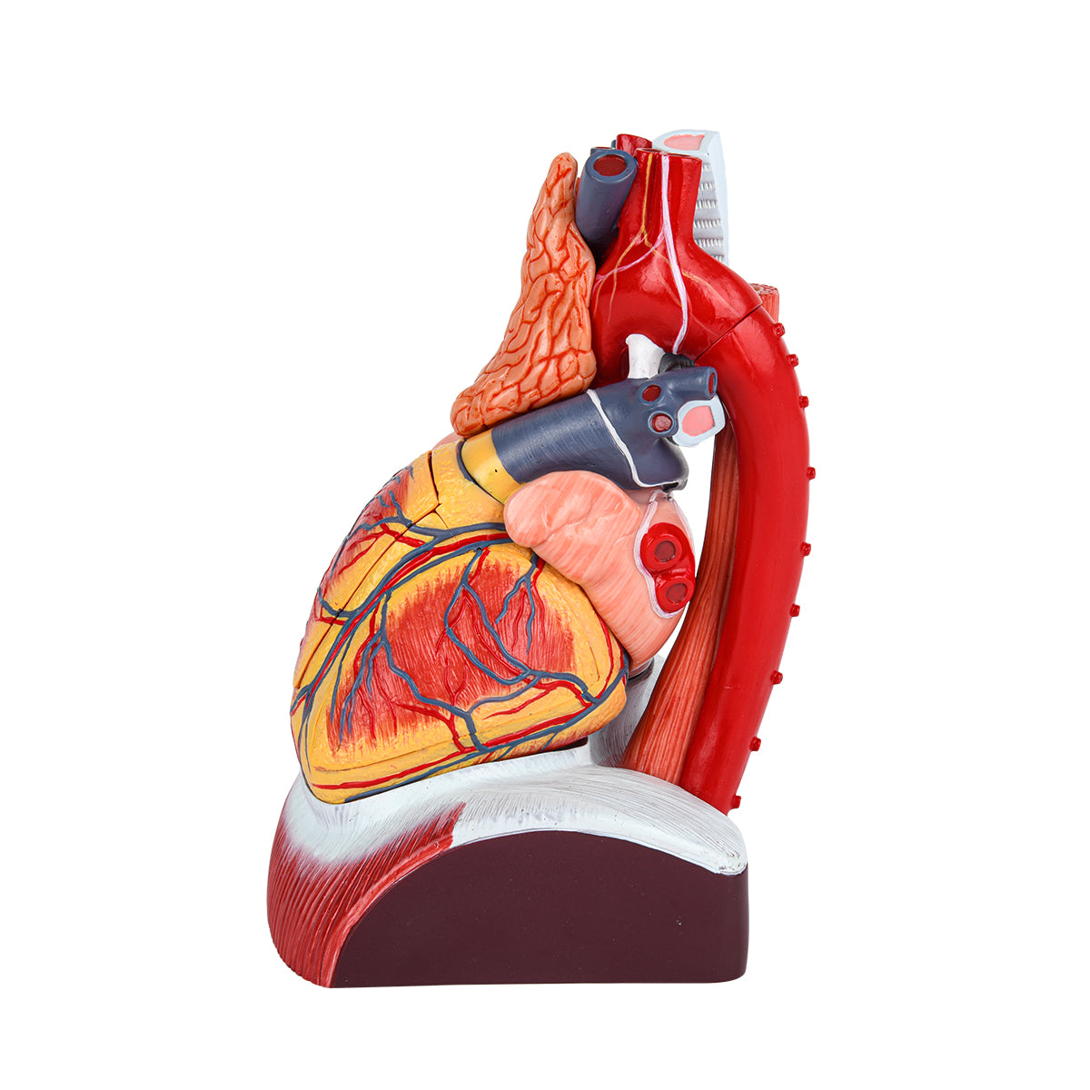 Evotech Scientific Deluxe 10 Parts 1.5X Life Size Large Human Anatomical Heart Model with Thymus Gland & Diaphram Base