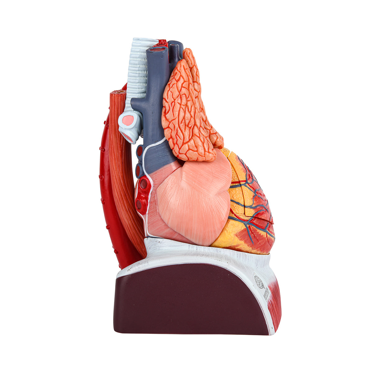 Evotech Scientific Deluxe 10 Parts 1.5X Life Size Large Human Anatomical Heart Model with Thymus Gland & Diaphram Base