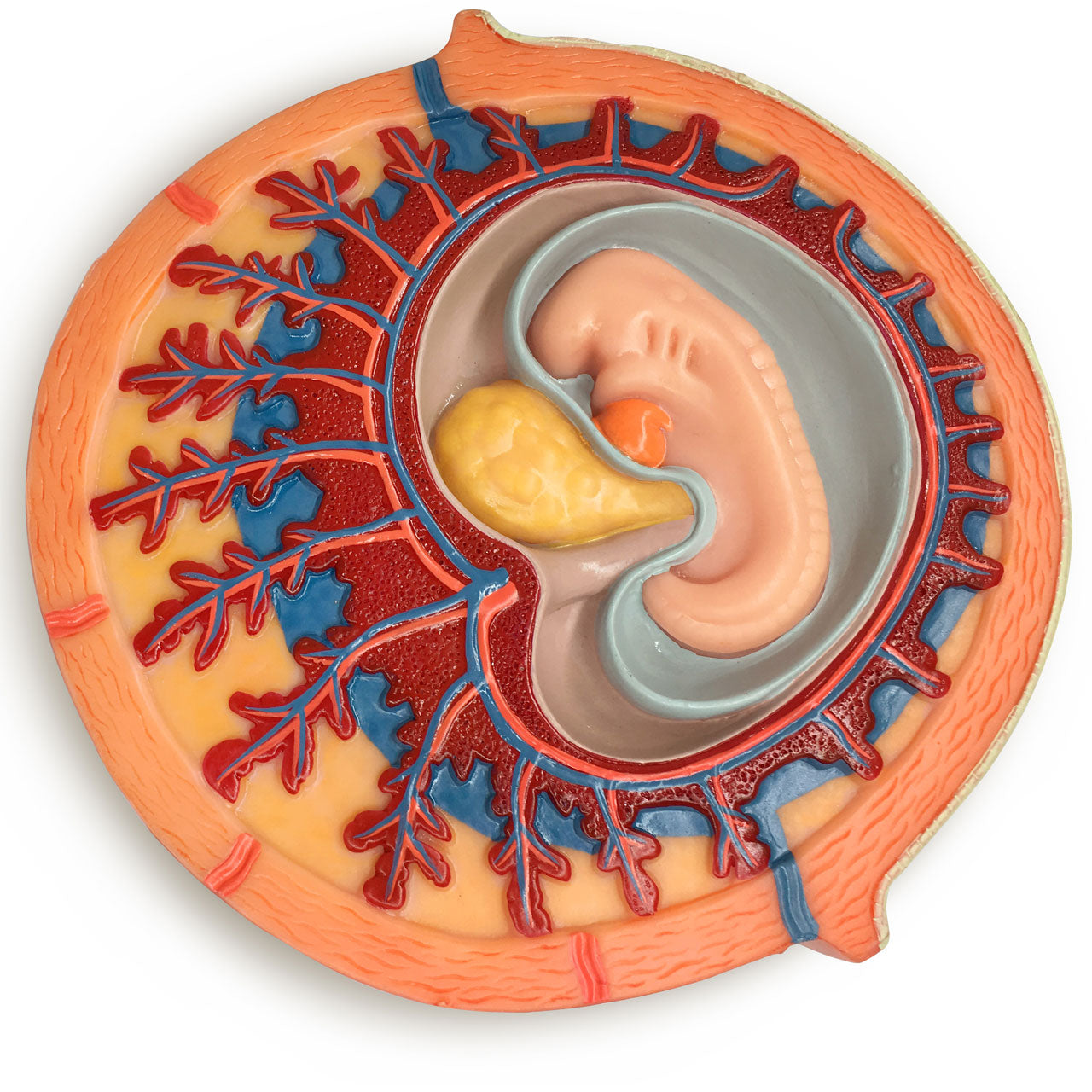 Evotech Scientific Fertilization and Early Embryonic Development Process Anatomy Model