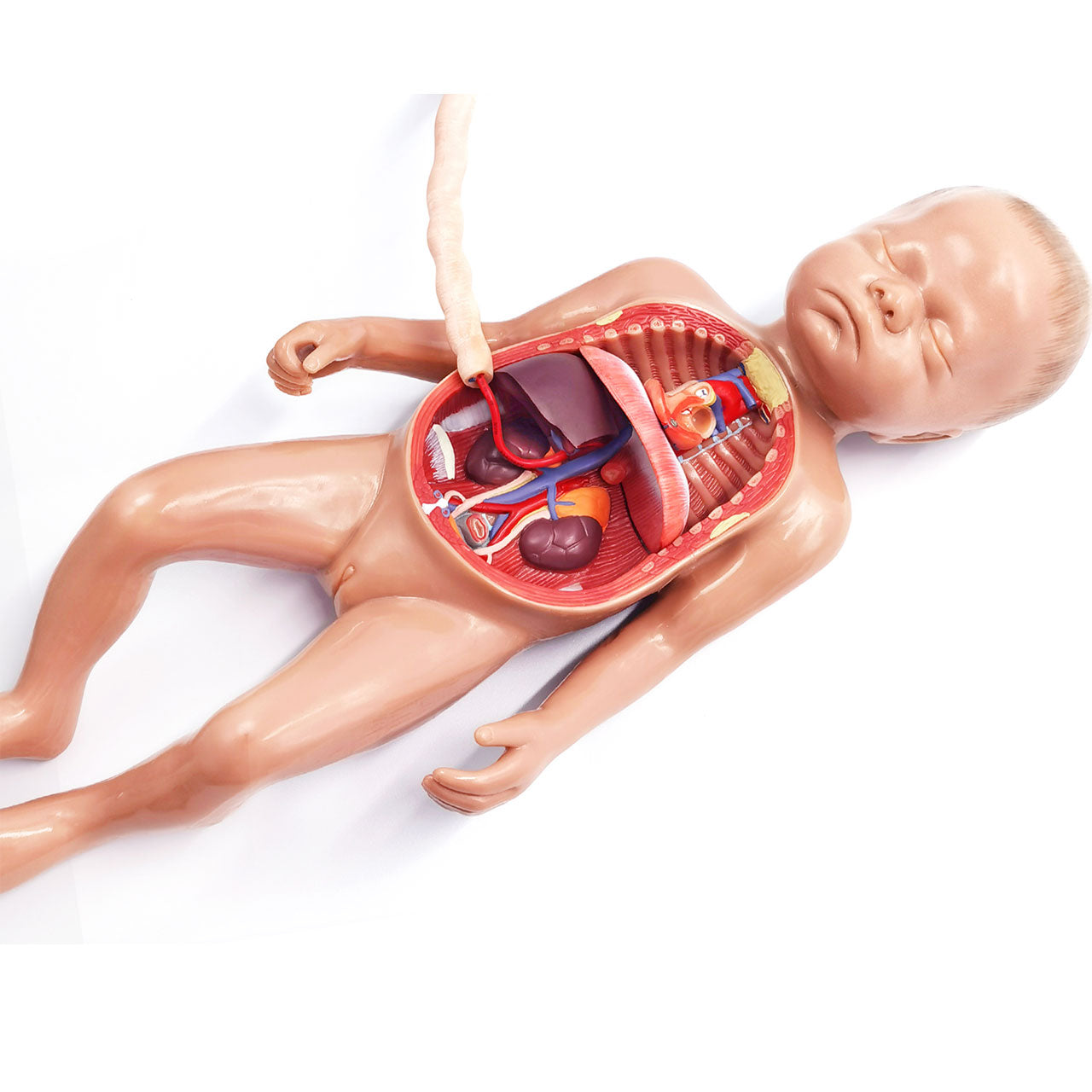Evotech Scientific Fetal Blood Circulatory System Model Anatomical fetus model with placenta and Umbilical Cord