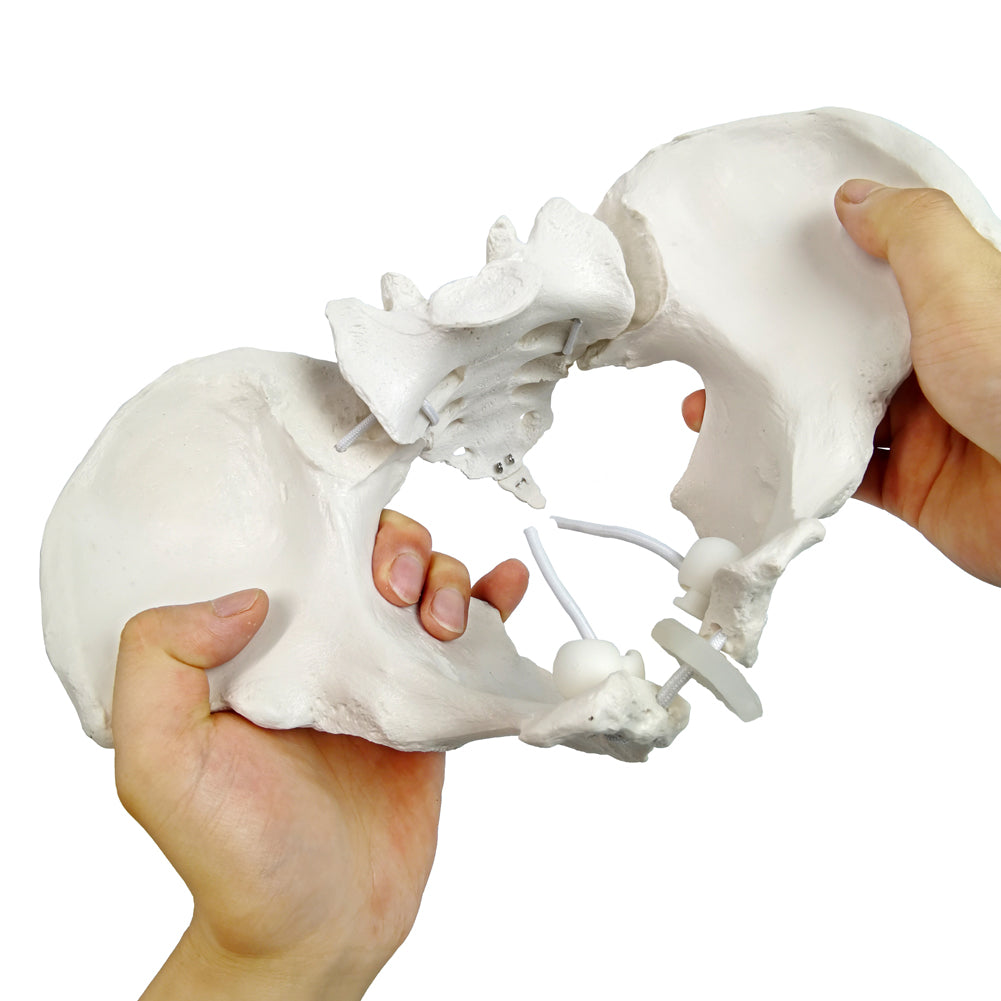 Evotech Scientific Flexible Female Pelvis Model, Hip Model, Life Size, Female Pelvic Skeleton Model, Medical Quality, Anatomy For Science Classroom Study Display Teaching Medical Model