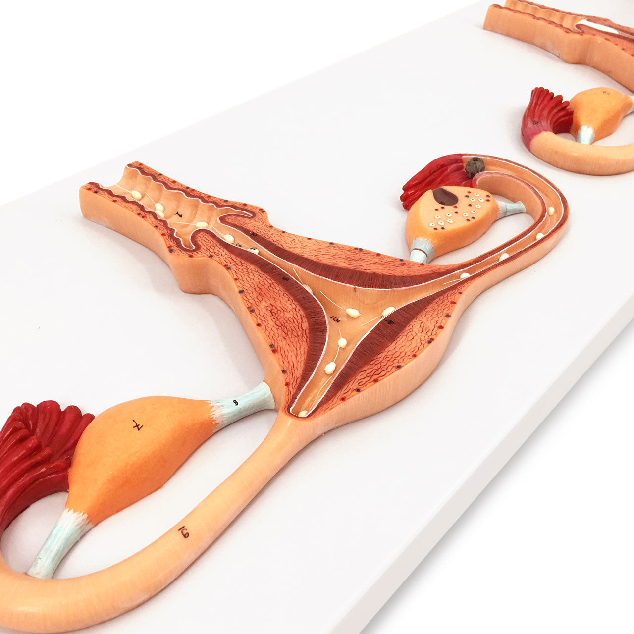 Evotech Scientific Human Fertilization Process Model