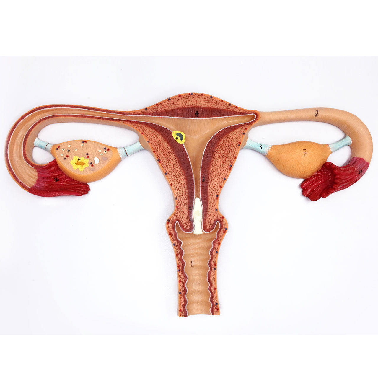 Evotech Scientific Human Fertilization Process Model