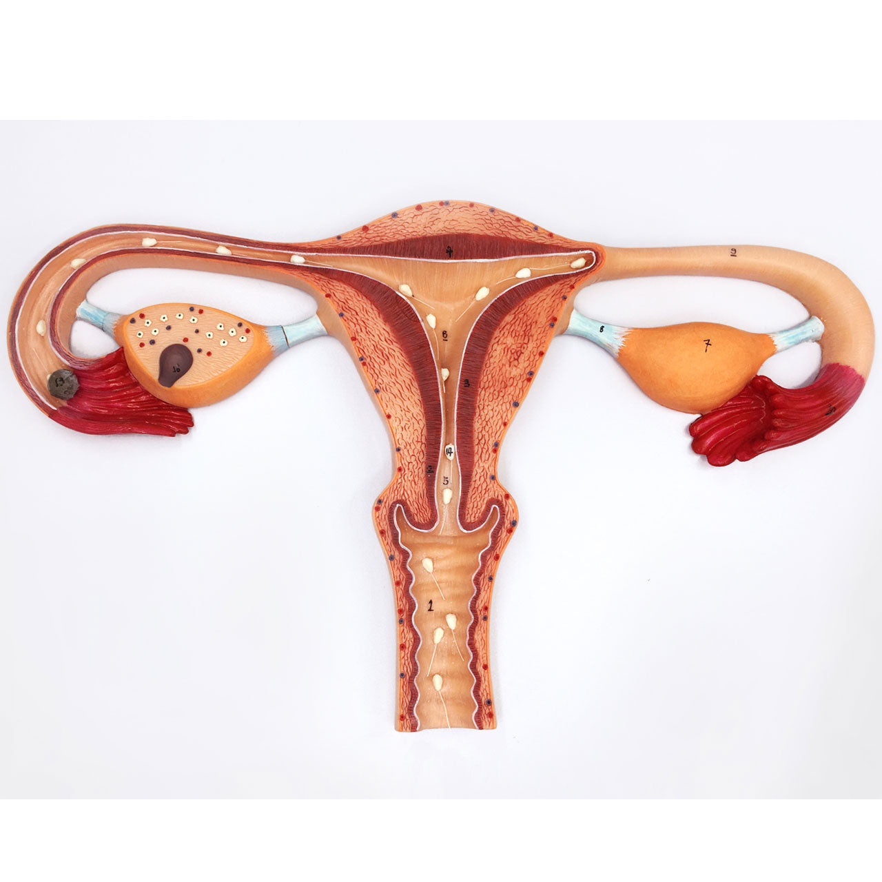 Evotech Scientific Human Fertilization Process Model