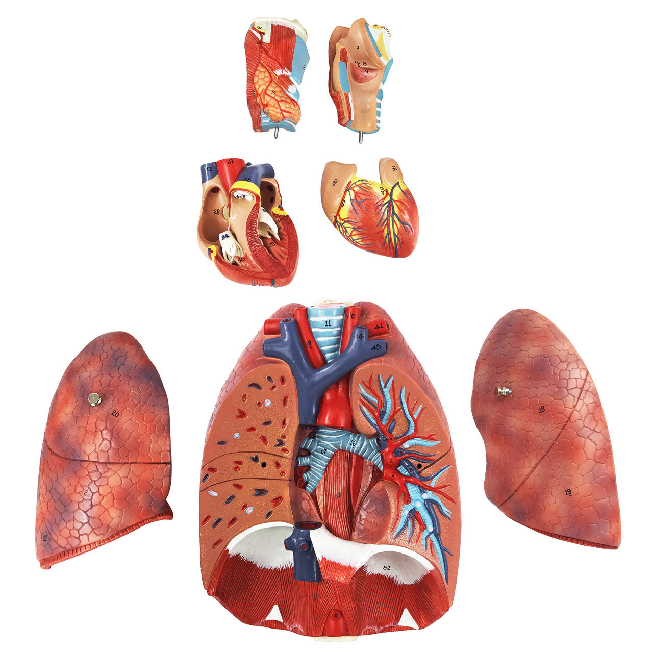 Evotech Scientific Human Lung and Respiratory System Model 3/4 Life Size with 7 Removable Parts