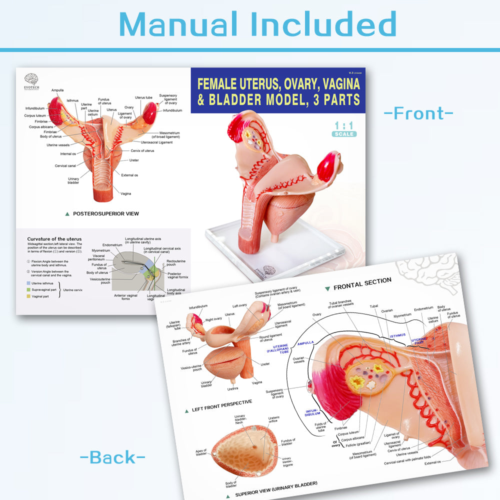 Evotech Scientific Human Uterus Ovary Urinary Bladder Vagina Model On Plexiglass Base