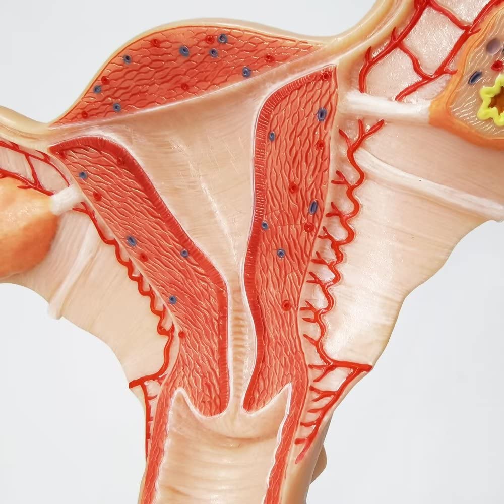 Evotech Scientific Human Uterus and Ovary Model Female Genital Organs Model