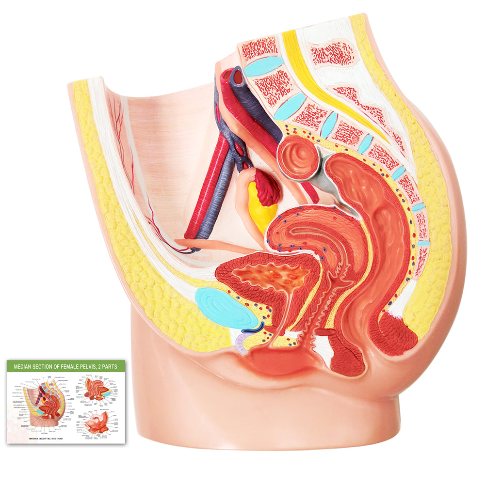 Evotech Scientific Life Size Female Pelvis Reproductive Anatomy Model with Muscular, Urinary, Reproductive System