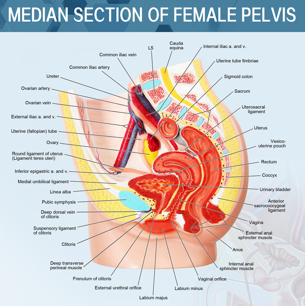 Evotech Scientific Life Size Female Pelvis Reproductive Anatomy Model with Muscular, Urinary, Reproductive System