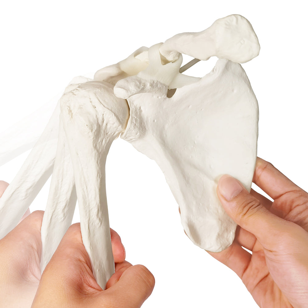 Evotech Scientific Life-Size Human Right Arm Skeleton Model