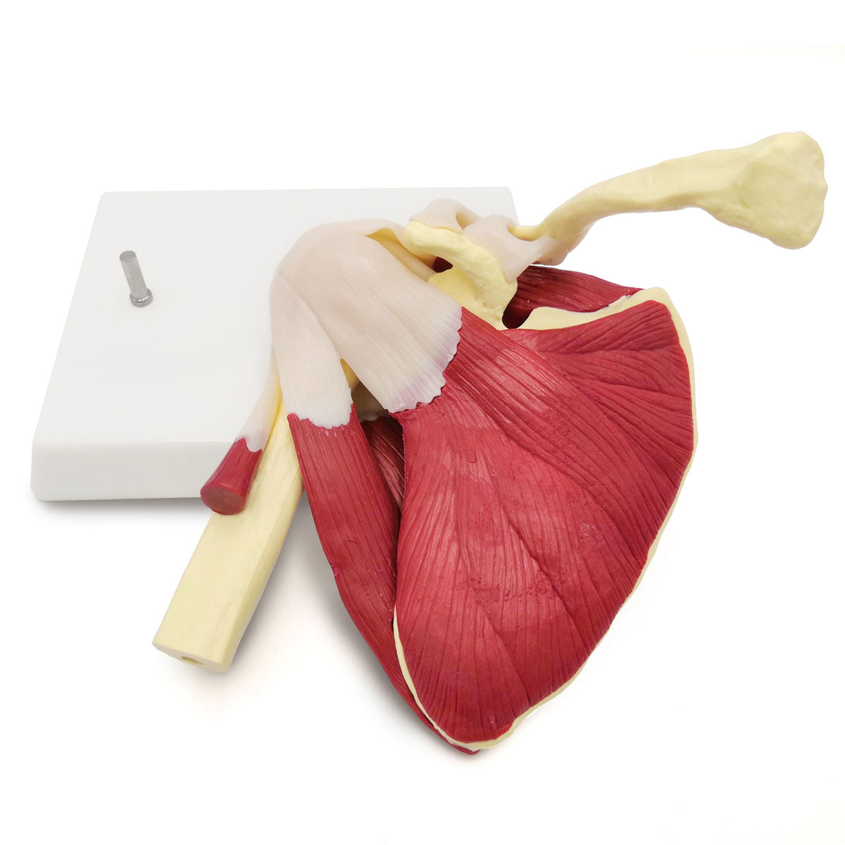 Evotech Scientific Life-Sized Shoulder Joint with Muscles Anatomy Model