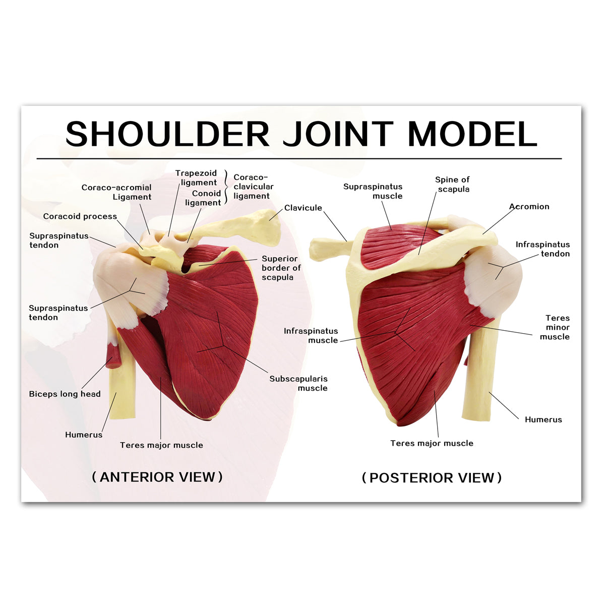Evotech Scientific Life-Sized Shoulder Joint with Muscles Anatomy Model