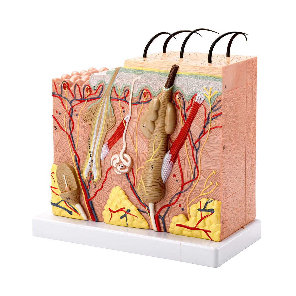 Evotech Scientific Skin Model, 70x Life Size