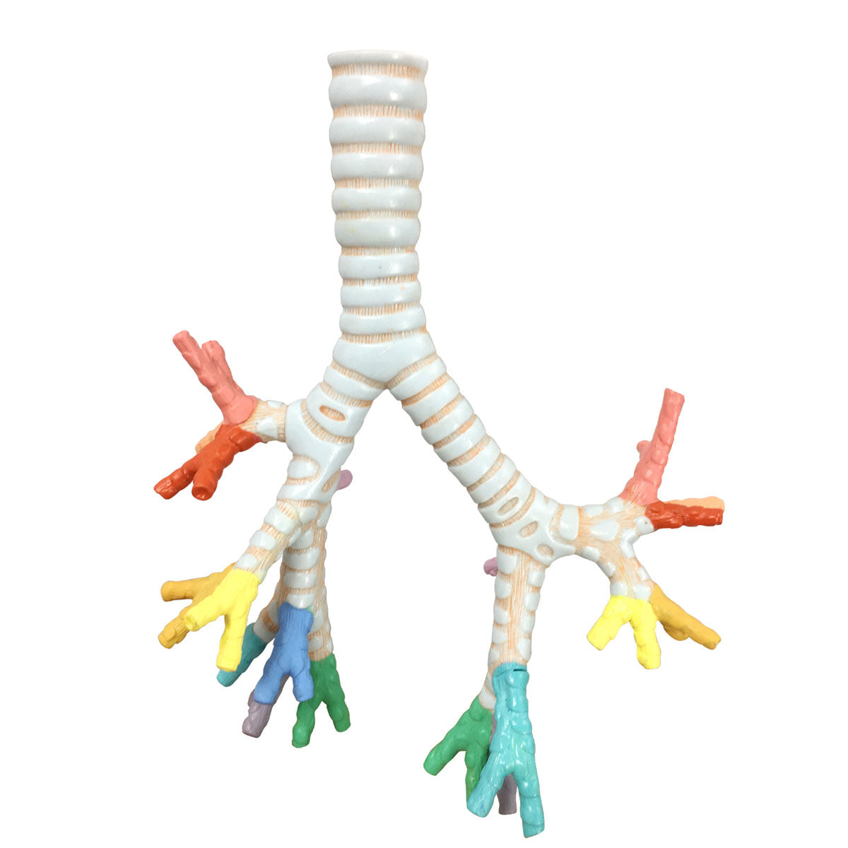 Evotech Scientific Trachea and Bronchi Model