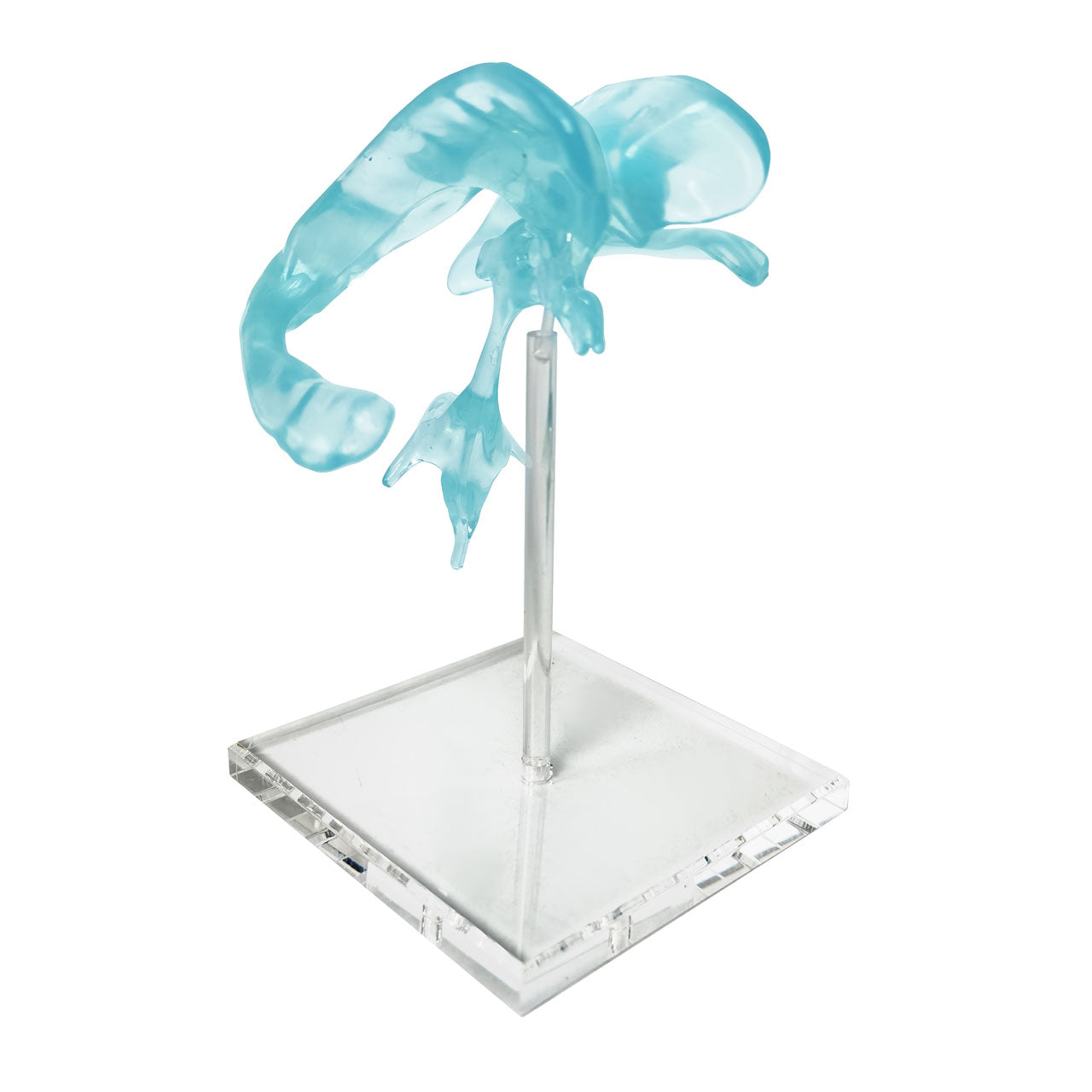 Evotech Scientific Ventricular Cavities of the Brain