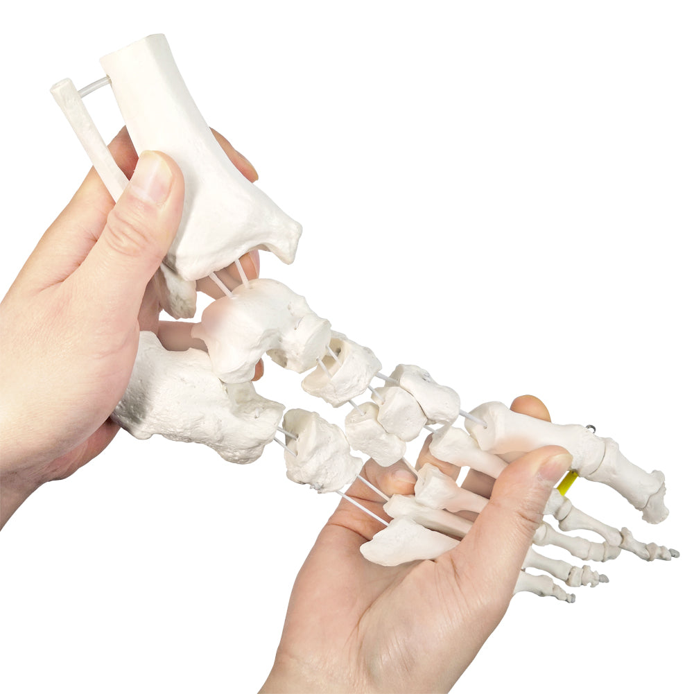 Evotech Foot Skeletal Model with Ankle and Tibia Fibula Foot Bones and Joints Bound with Elastic Mounted