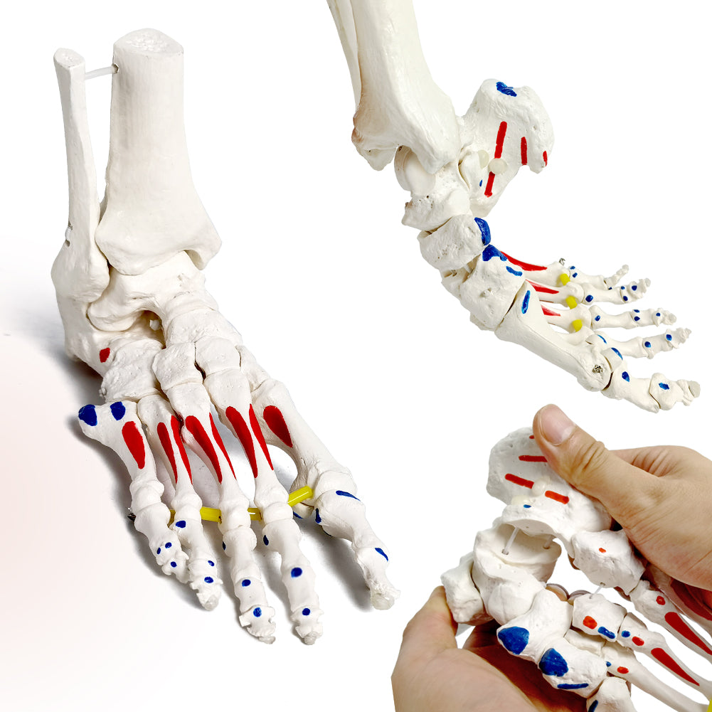 Evotech Muscle Insertions & Origins Foot Skeleton Model on elastic cord with Tibia-Fibula