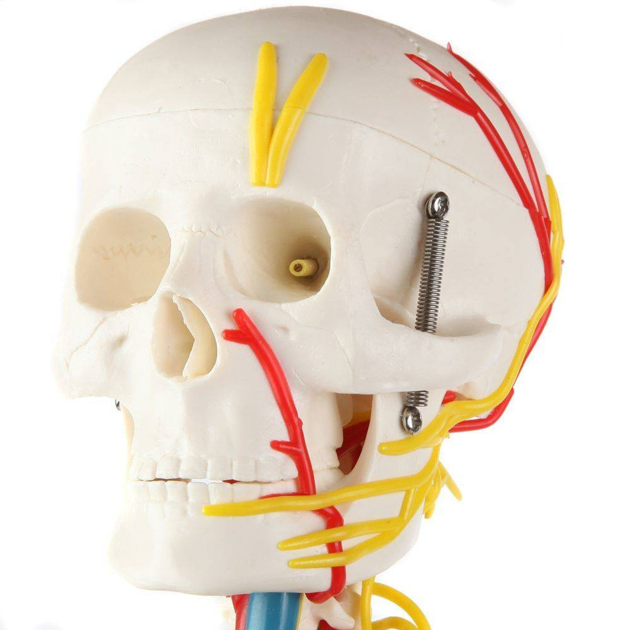 Evotech Scientific 33.5" Human Skeleton Model for Anatomy with Nerves Veins Arteries