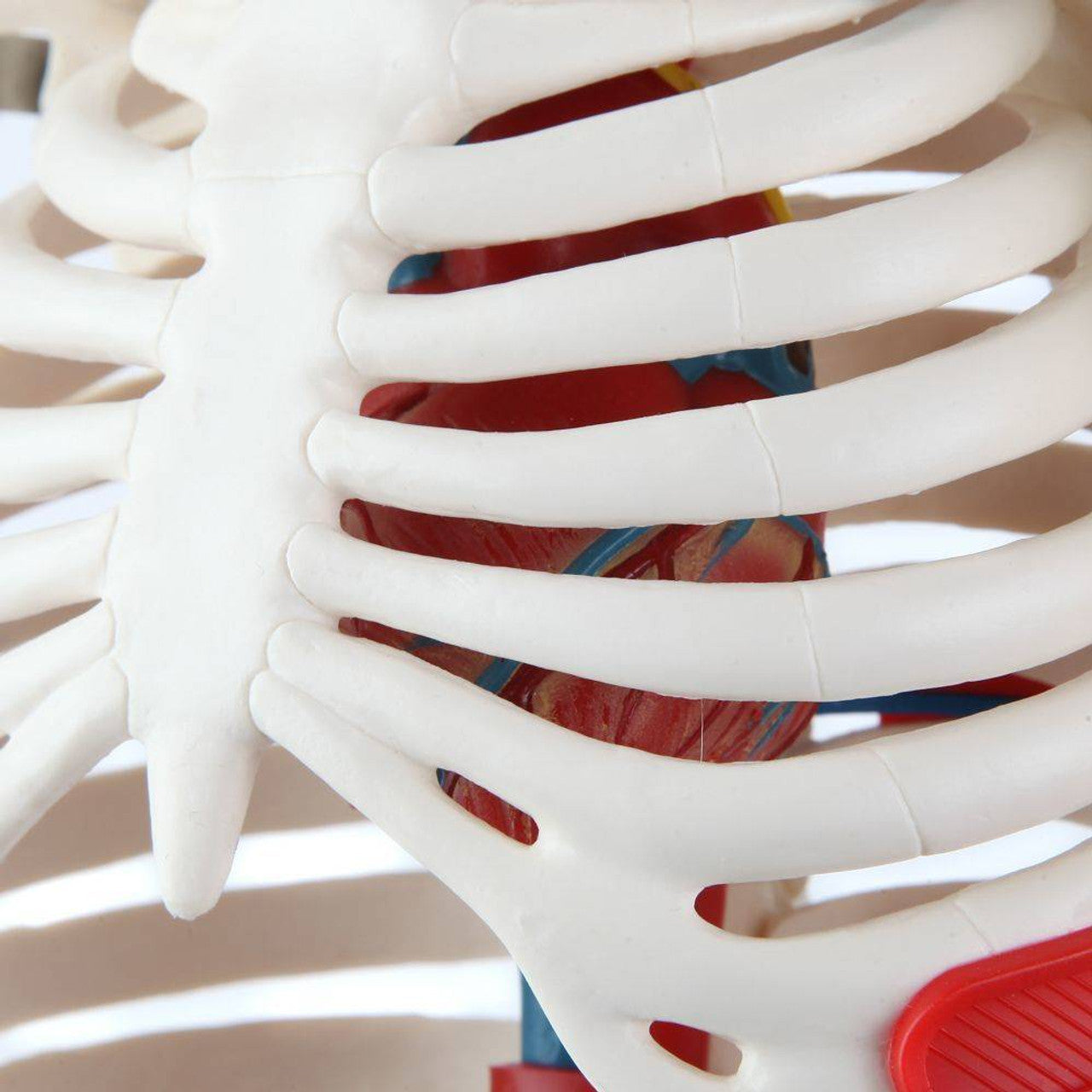 Evotech Scientific 33.5" Human Skeleton Model for Anatomy with Nerves Veins Arteries