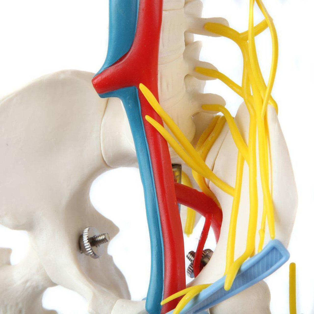 Evotech Scientific 33.5" Human Skeleton Model for Anatomy with Nerves Veins Arteries