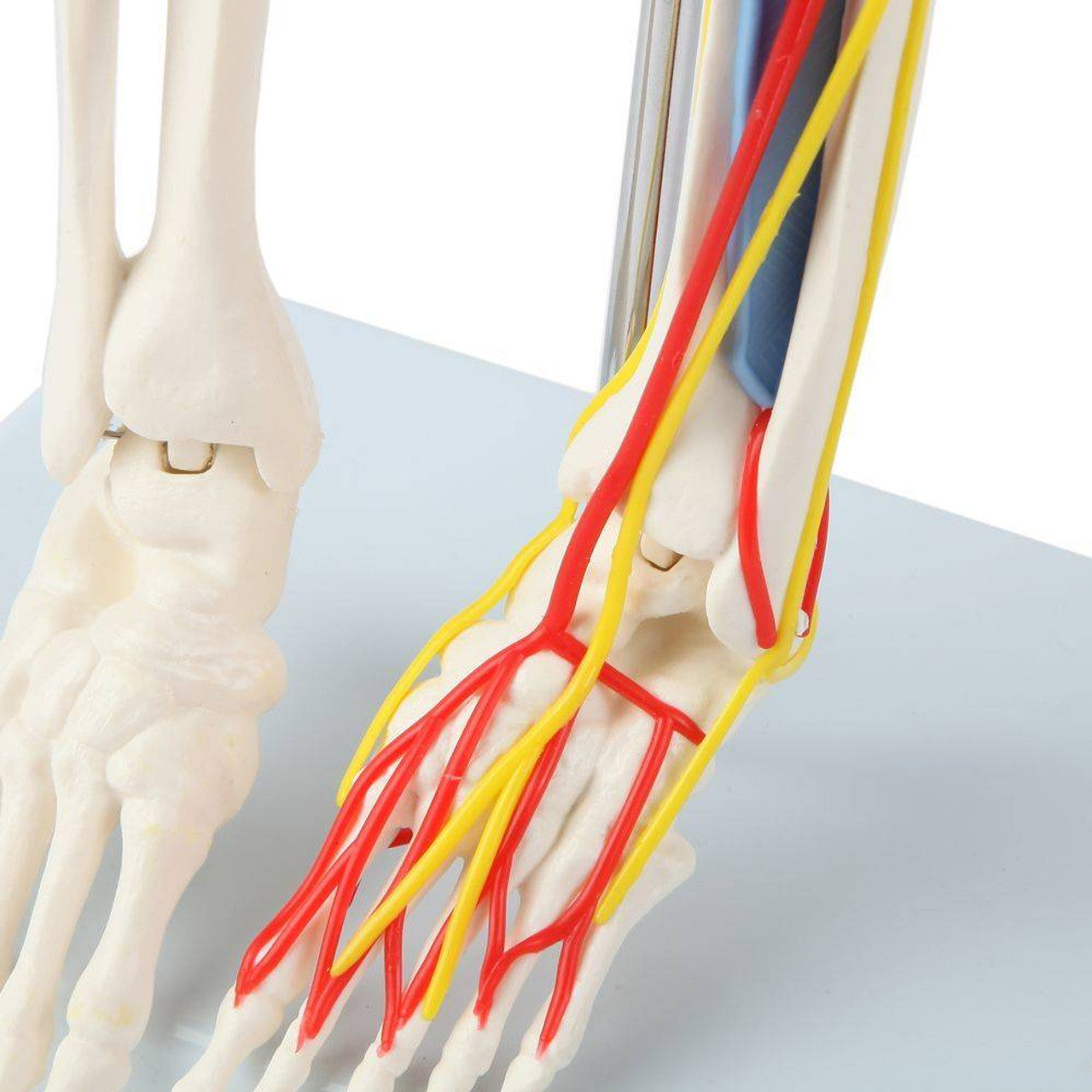 Evotech Scientific 33.5" Human Skeleton Model for Anatomy with Nerves Veins Arteries