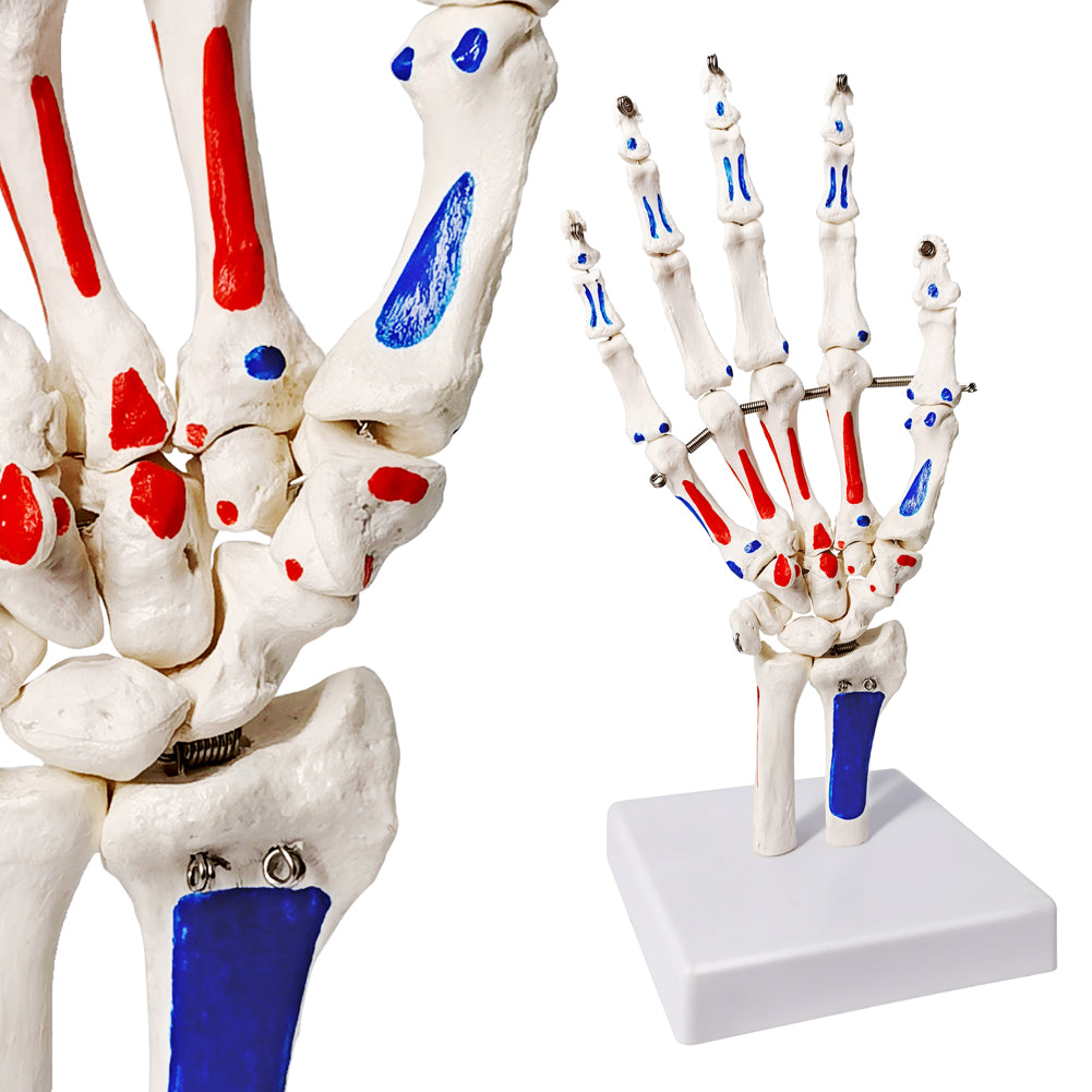Evotech Scientific Hand Skeleton Model with Muscles Insertions & Origins Painted & Articulated Joints Shows Portion of Ulna-Radius