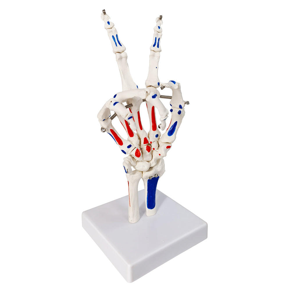 Evotech Scientific Hand Skeleton Model with Muscles Insertions & Origins Painted & Articulated Joints Shows Portion of Ulna-Radius