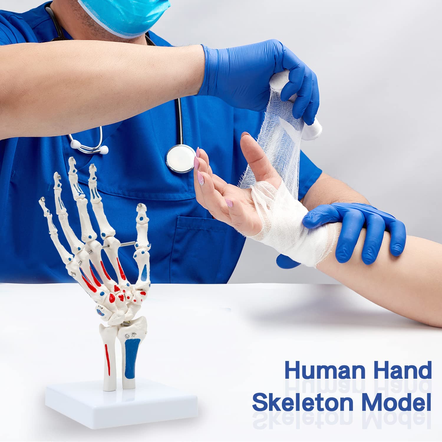 Evotech Scientific Hand Skeleton Model with Muscles Insertions & Origins Painted & Articulated Joints Shows Portion of Ulna-Radius