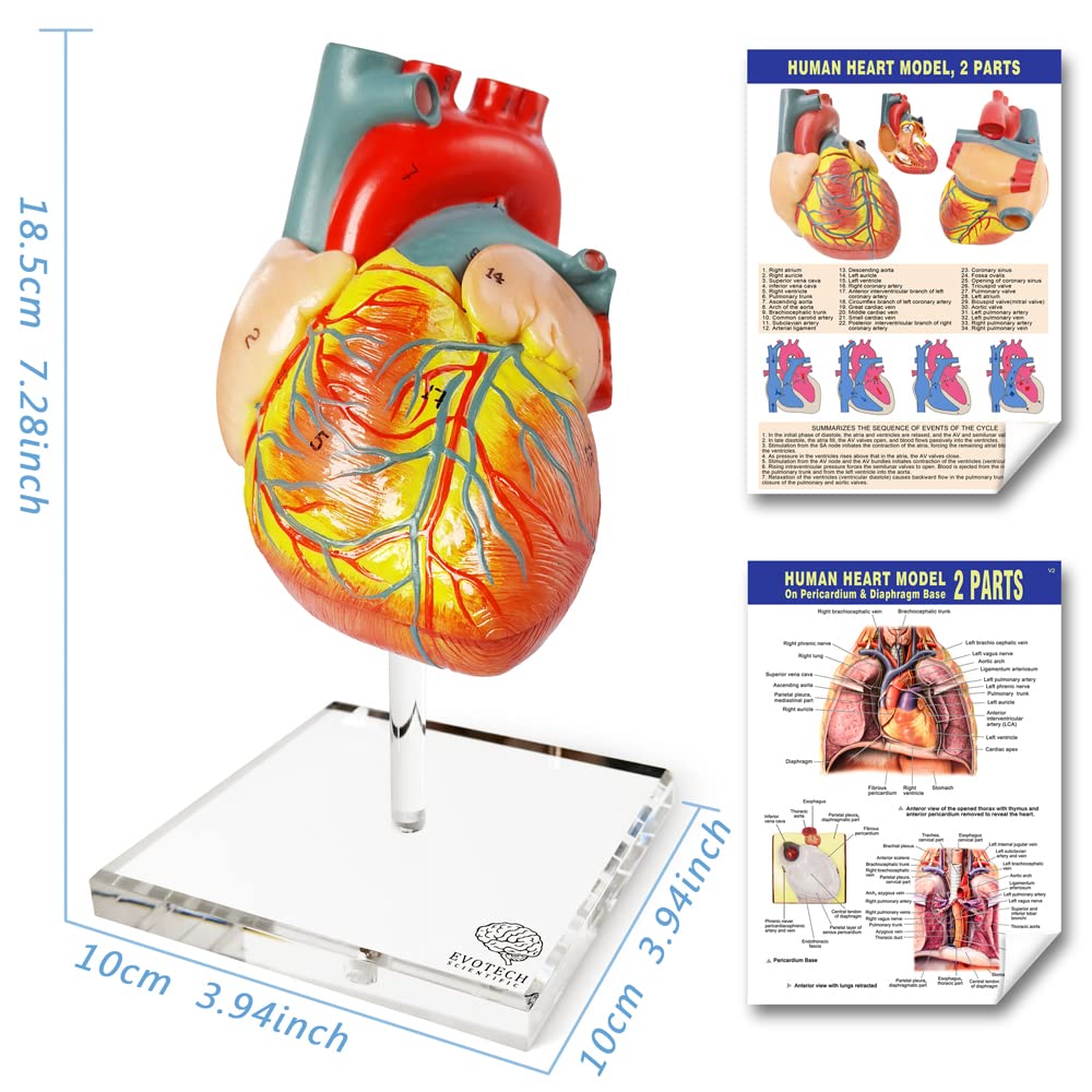 Evotech Scientific Human Body Skeleton and Heart Models Set