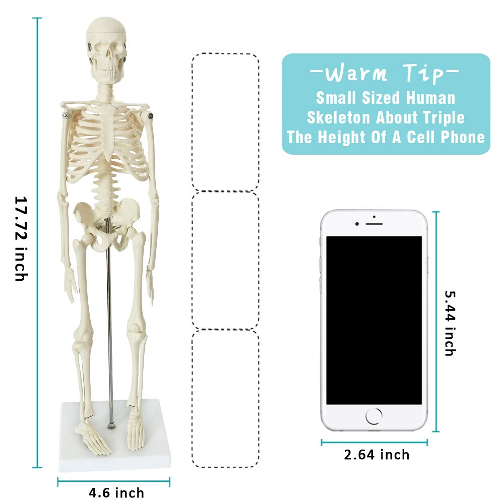Evotech Scientific Human Body Skeleton and Heart Models Set