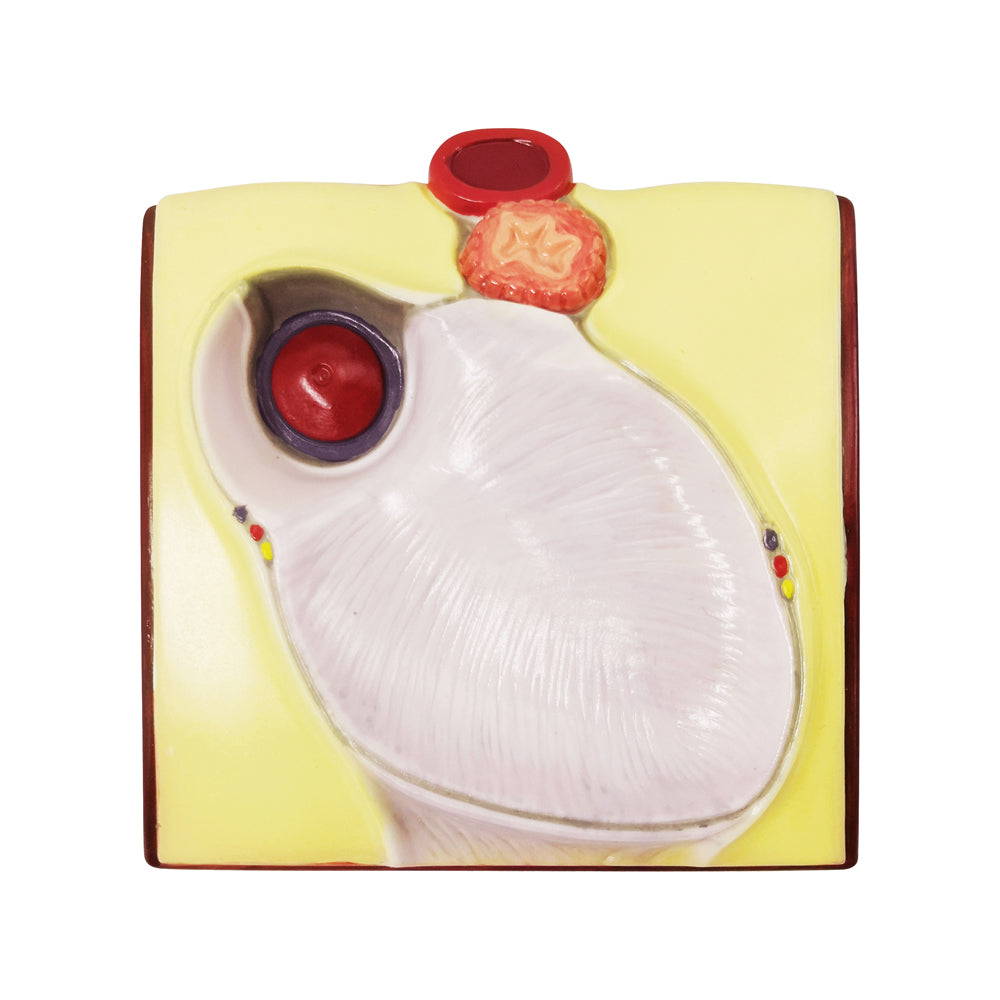 Evotech Scientific Life Size Anatomical Human Heart Model On Diaphragm and Pericardium Base