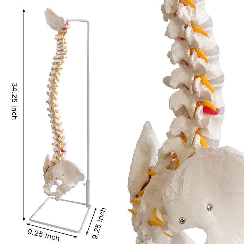 Evotech Scientific Life Size Anatomical Spine Model with Vertebrae, Nerves, Arteries, Lumbar Column, and Male Pelvis