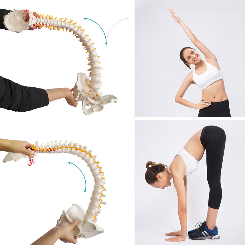 Evotech Scientific Life Size Anatomical Spine Model with Vertebrae, Nerves, Arteries, Lumbar Column, and Male Pelvis