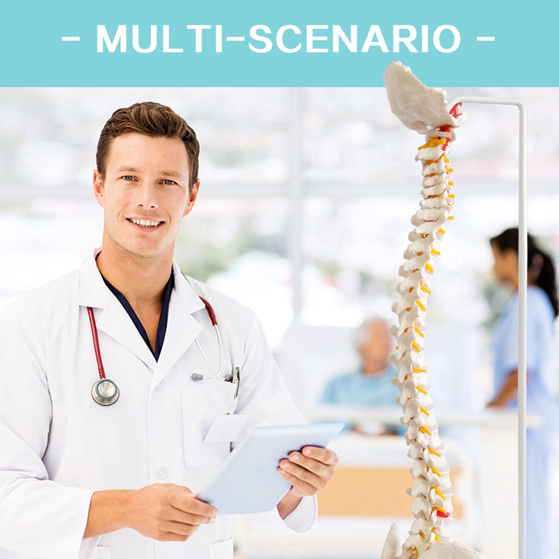 Evotech Scientific Life Size Anatomical Spine Model with Vertebrae, Nerves, Arteries, Lumbar Column, and Male Pelvis