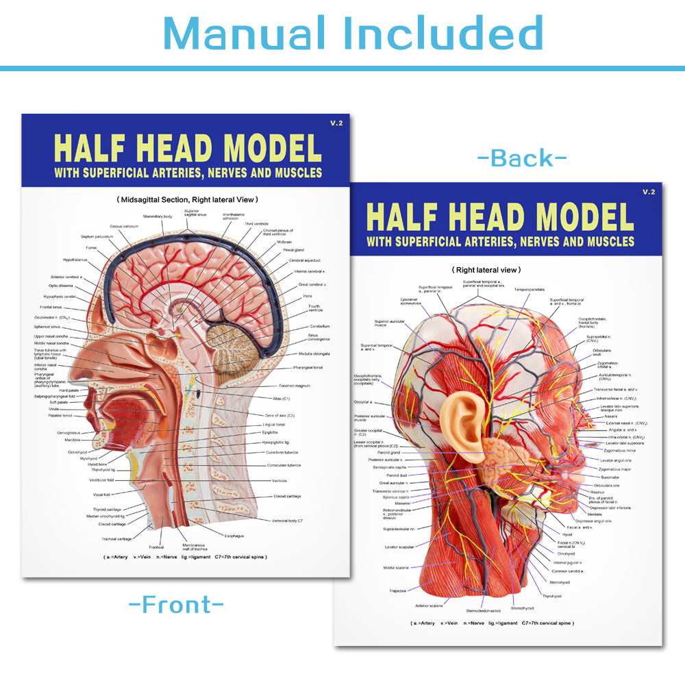 Evotech Scientific Life Size Human Half Head Superficial Neurovascular Model with Musculature